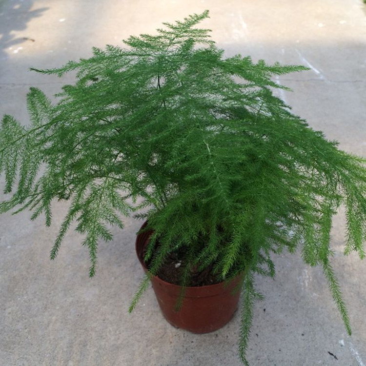 文竹 观叶植物 文竹盆栽 办公桌盆栽文竹 盆景点缀植物 净化空气