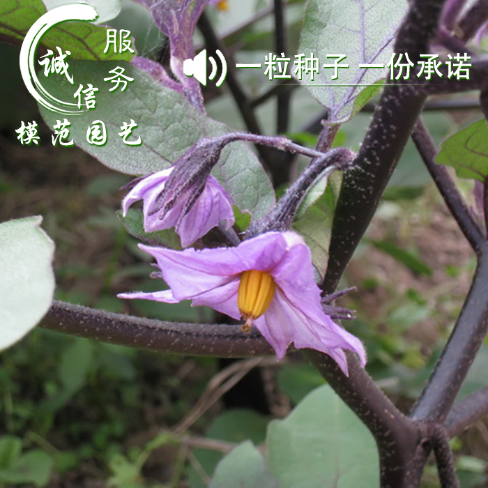 蔬菜种子 紫红长茄种子 家庭院菜园种菜 阳台盆栽四季种植茄子籽