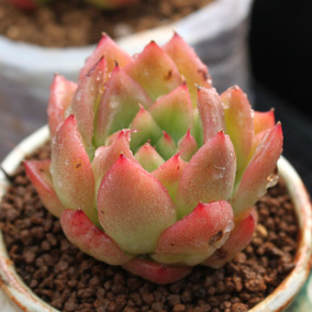 景仙阁园艺 多肉新品 火烈鸟 进口多肉植物 随机精选发货