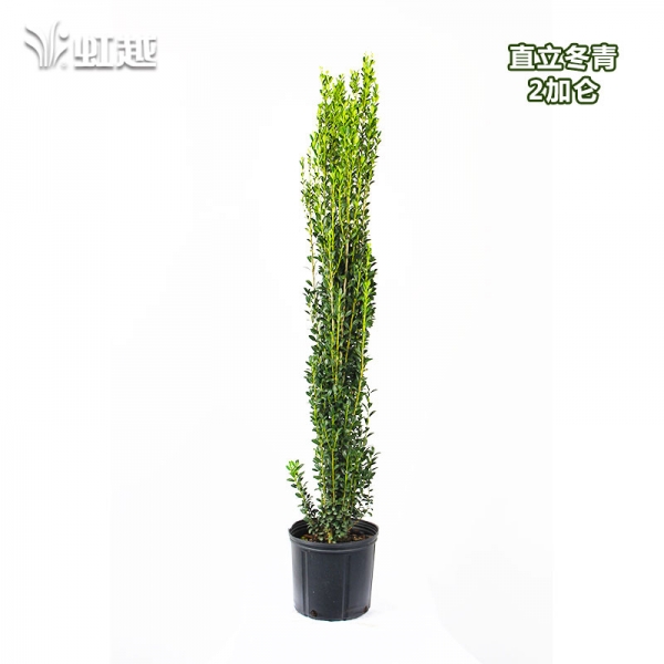 【虹越】直立冬青 2加仑盆栽苗 花园庭院观叶灌木植物