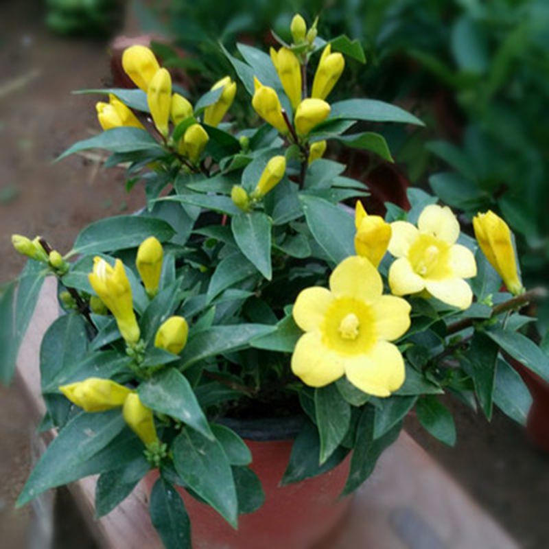 新品四季常青绿植花卉盆栽法国香水黄茉莉花苗阳台庭院爬藤耐寒