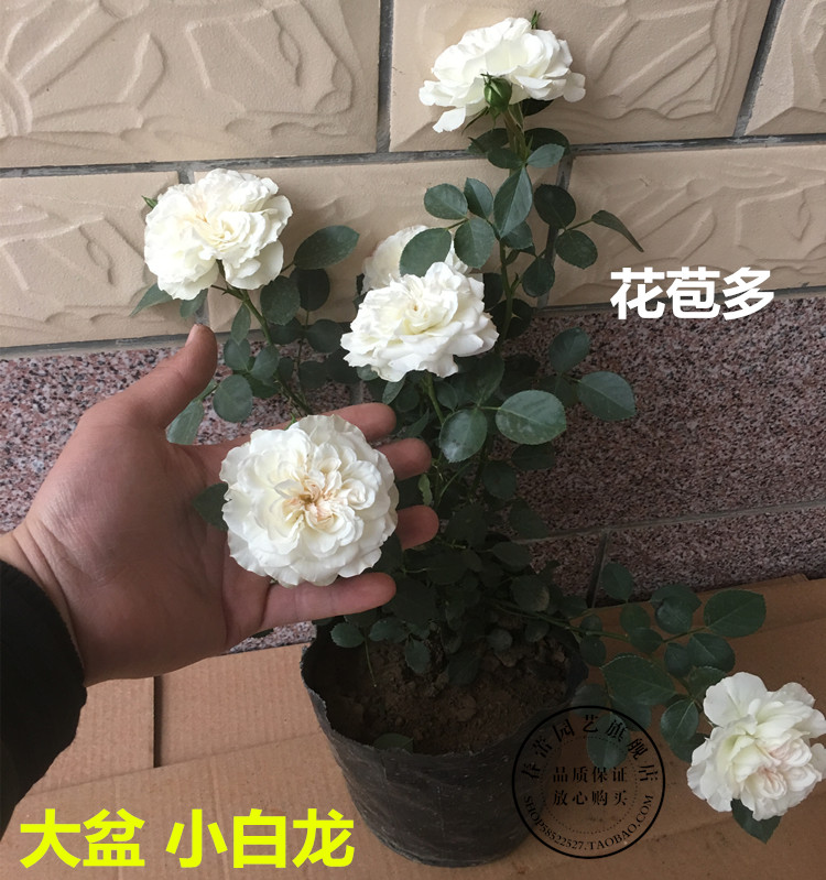 白色玫瑰花 欧月天堂 坦尼克月季 白雪公主 小白龙 藤本月季花苗