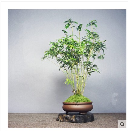 正品[竹子盆景]竹子盆景图片大全评测 盆景竹子