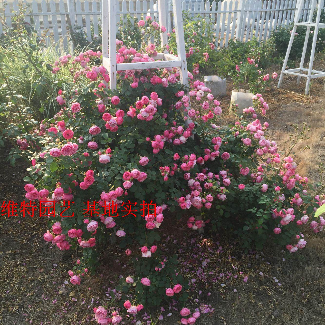 【维特园艺】欧月小藤本 艾拉绒球月季花苗 花量超级大 店主推荐