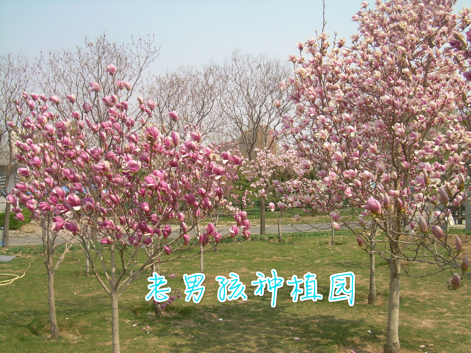 正品[玉兰油美白祛斑粉底霜]玉兰油美白粉底霜