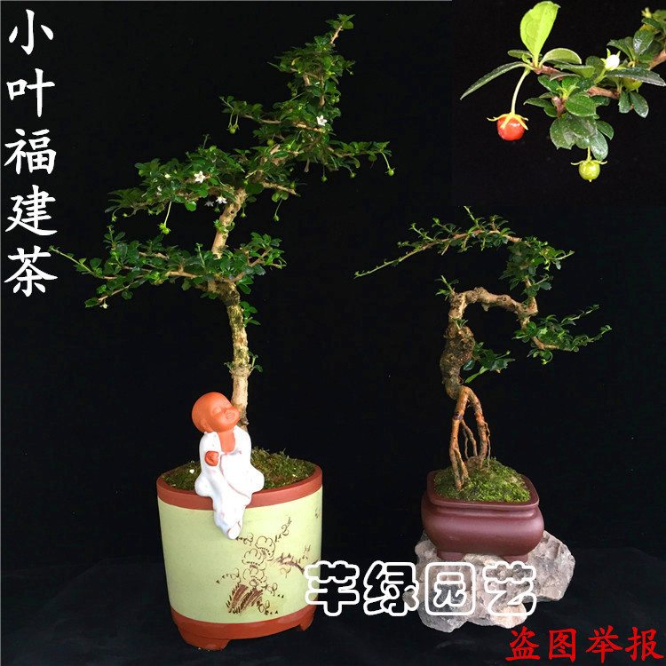 小叶福建茶树桩盆景 悬崖式提根九里香开花结果大中小型盆景岭南