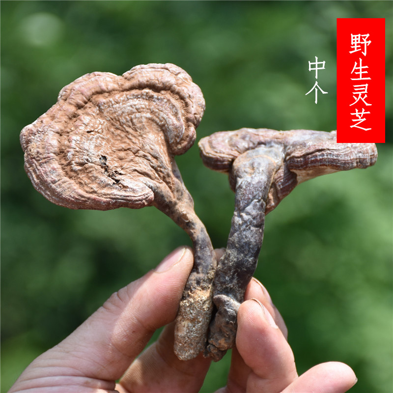 山里人采摘的纯天然野生灵芝特级深山赤灵芝中药材 整枝 中个头