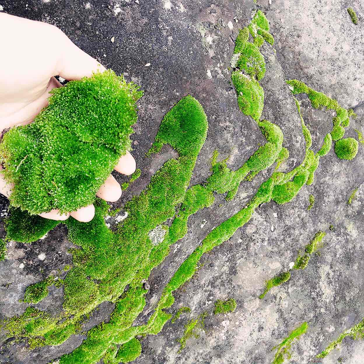 【青苔和干苔藓】植物盆景绿植装饰造景盆栽假山新鲜活苔藓微景观