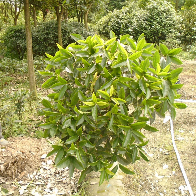 佛顶珠桂花正宗四川桂花树超长花期240天日香桂天香台