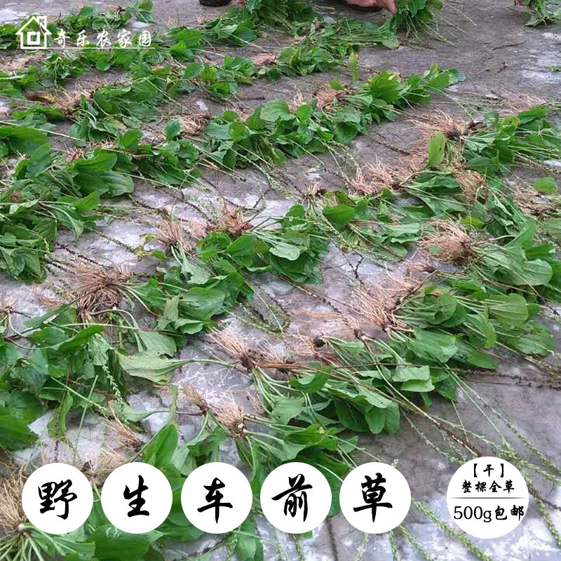 野生车前草干 纯天然车轮菜 牛舌草 整棵全草 新品干货 500g包邮