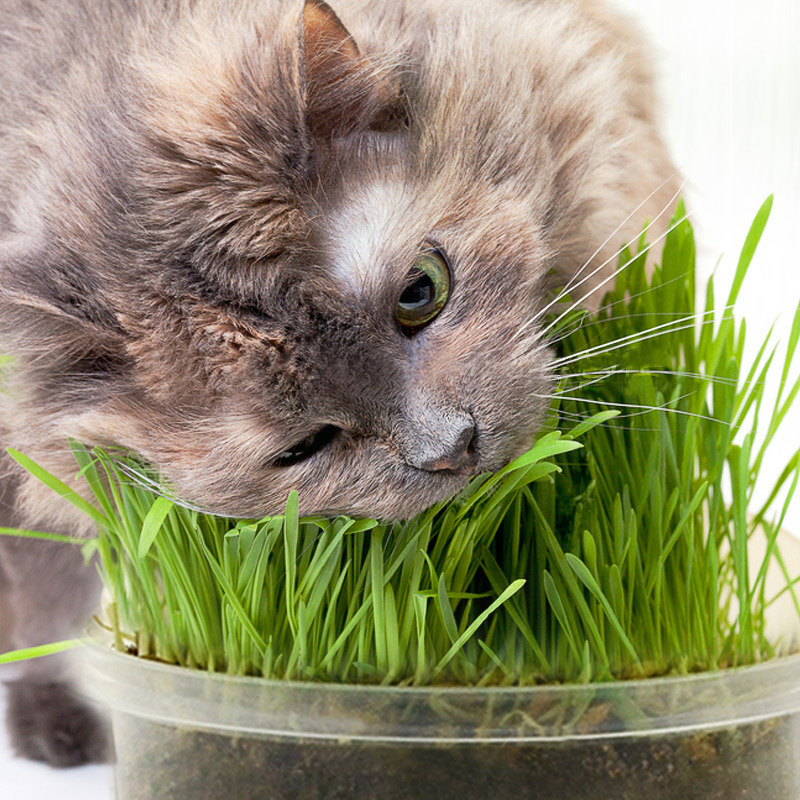 购客猫草种子套装 买一送一 免邮 去毛球清洁口腔天然大麦种子猫咪