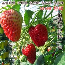 红颜草莓苗 包邮 四季结果草莓苗果树苗可盆栽奶油草梅莓苗 草莓苗