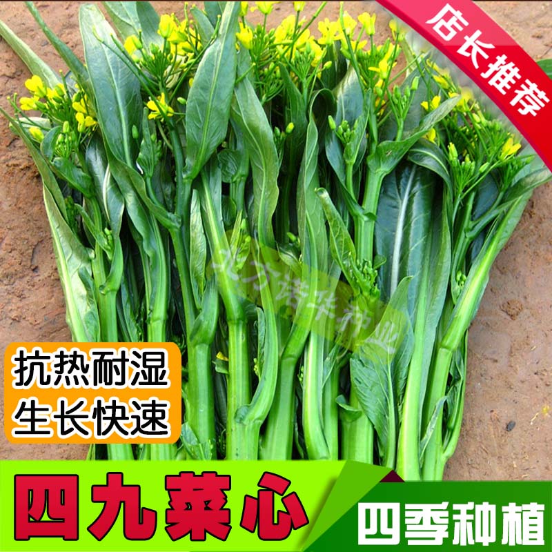 四九菜心种子冬季菜芯菜薹种子蔬菜种子春播四季种盆栽小青菜种子