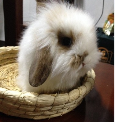 黄白花色道奇超萌垂耳兔 长毛纯种兔宝宝宠物