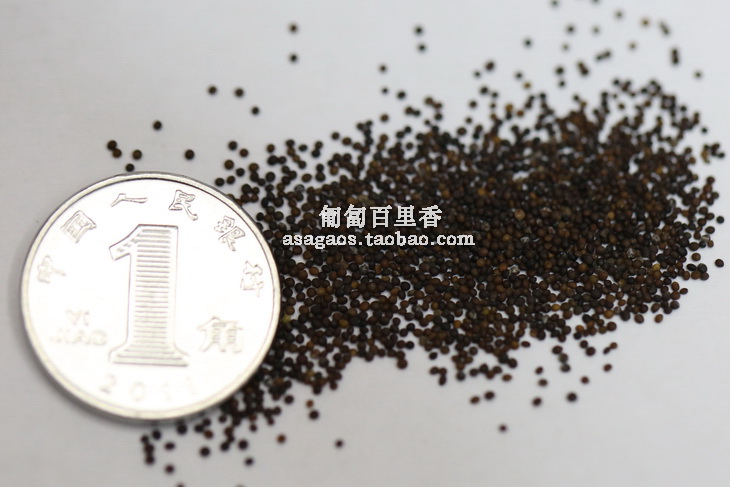 匍匐百里香/铺地香 进口花种子20粒 耐旱 柠檬香味 可自播地被