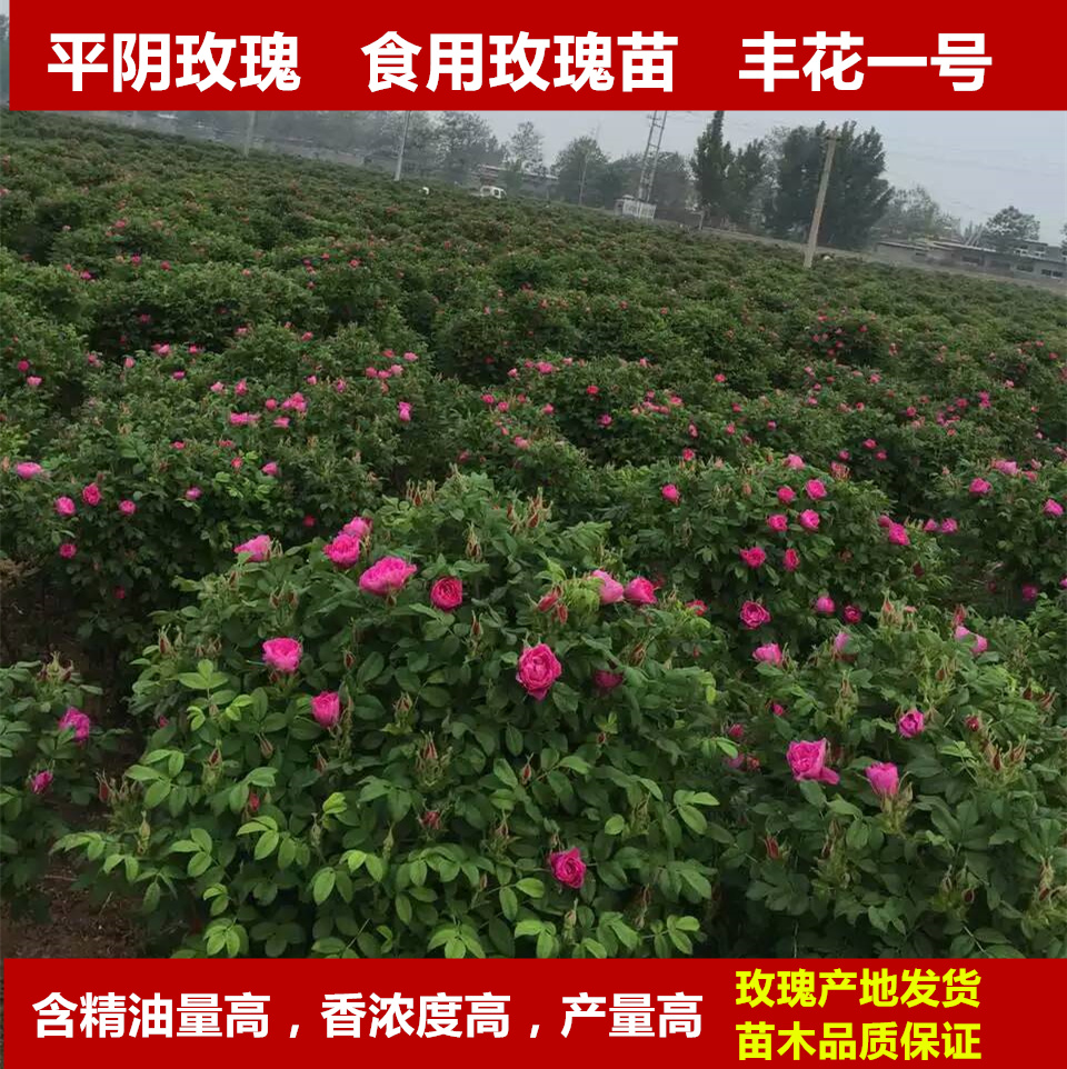 可食用玫瑰花苗 成年苗花农直销玫瑰花苗 平阴丰花一号苗裸根发
