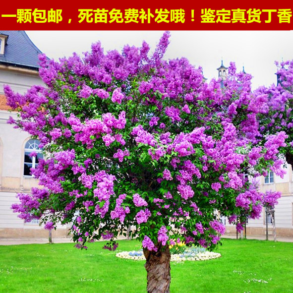 丁香花苗 庭院盆栽 可开花植物 丁香花树苗 浓香花卉 香飘十里