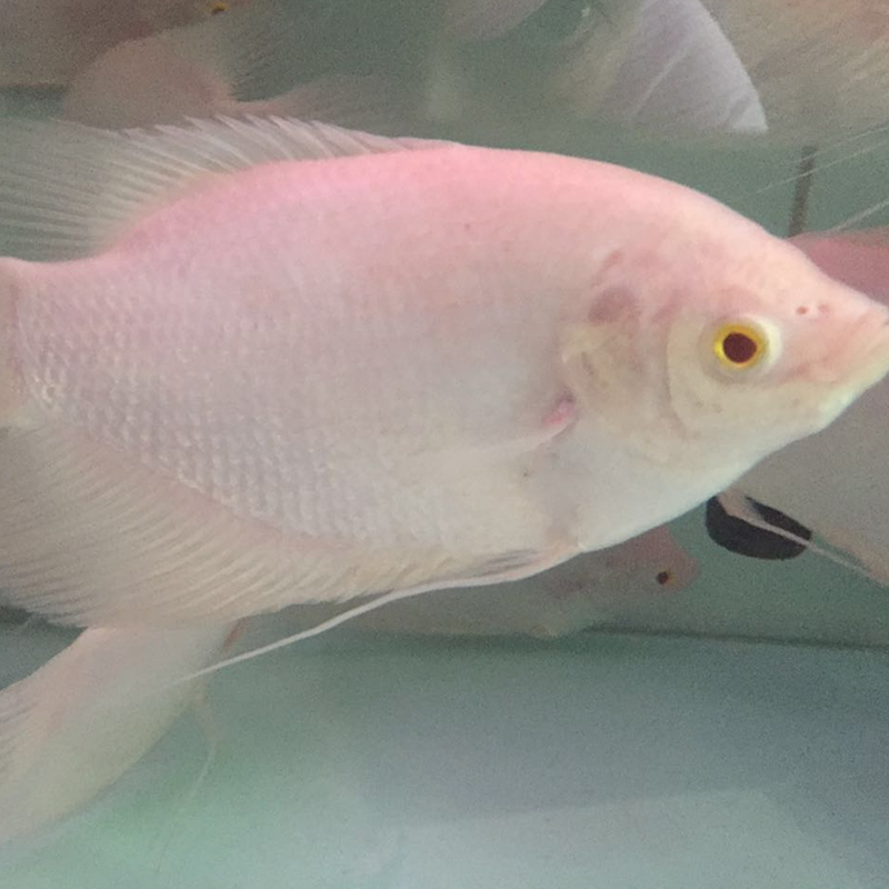 中大型鱼 热带鱼 观赏鱼 淡水鱼 长嘴鳄鱼 福鳄