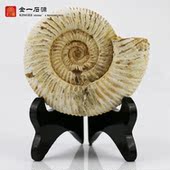 天然巴甫洛夫菊石海螺古生物动物植物化石原石教学标本奇石摆件
