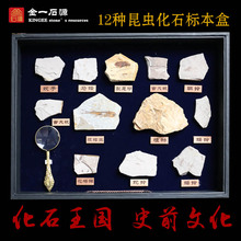 天然多种古生物化石标本盒三叶虫昆虫鱼化石原石奇石摆件石头礼品