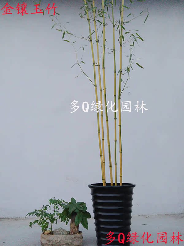 庭院竹子苗 青竹苗 金镶玉竹 室内观赏紫竹苗 阳台竹子盆栽罗汉竹