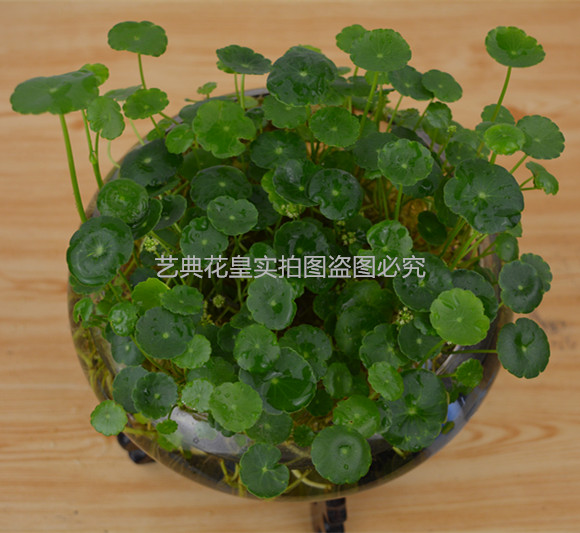 水培绿植四季铜钱草金钱草根室内办公室桌面植物盆栽净化空气包邮