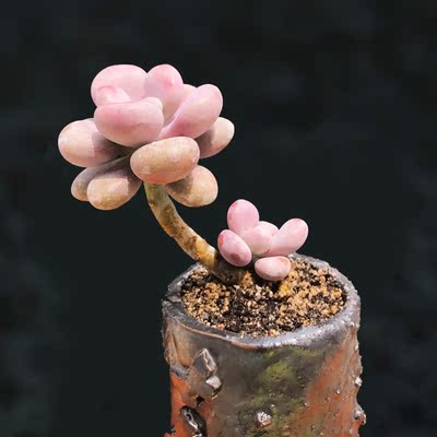 多肉植物桃蛋桃之卵腰子蛋老桩进口精养多肉