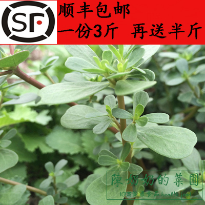 野生 新鲜马齿菜 马齿笕 马齿苋 五行草 长寿菜 马齿见马蜂菜包邮