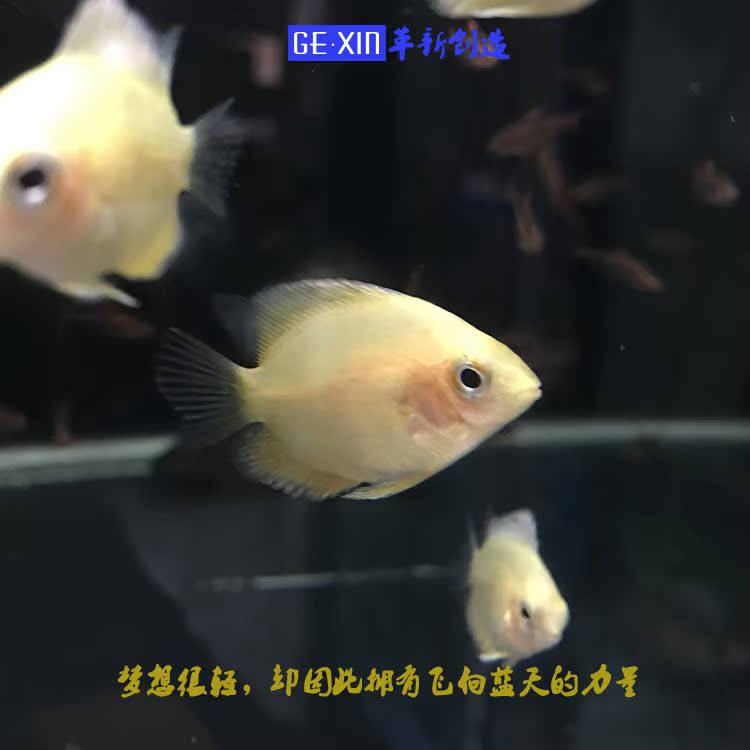 观赏鱼水族宠物中大型鱼金菠萝金菠萝鱼喷点菠萝鱼黄菠萝鱼苗活泼