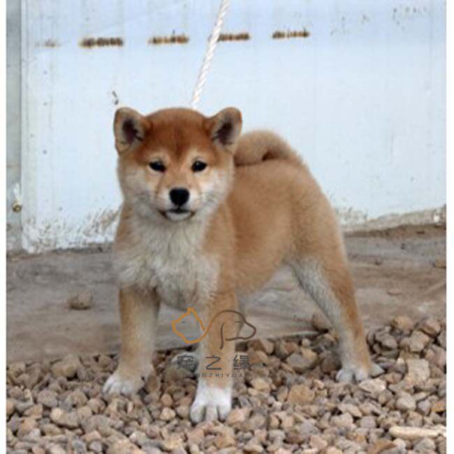 出售纯种柴犬 深圳日本柴犬幼犬 日系黄白秋田 虎斑秋田 纯种小狗