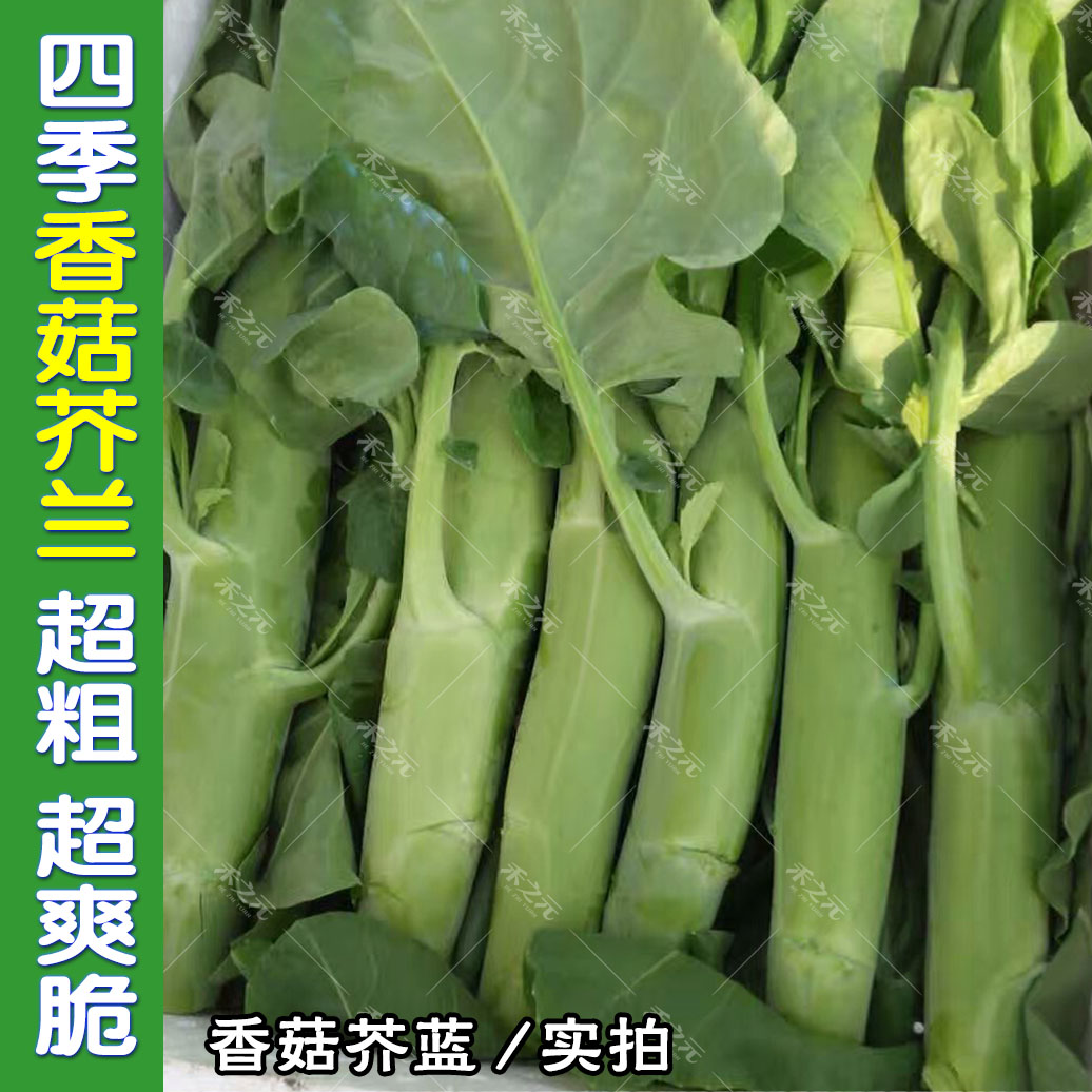 四季大笋芥兰种子香菇芥蓝种子 极早熟品种 20g 四季种 耐热 r