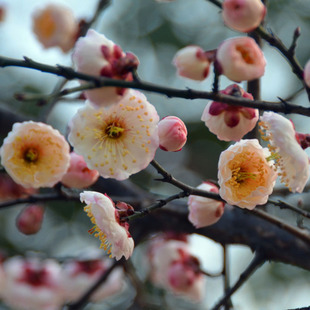 别墅庭院花卉 梅花树苗【玉蝶梅】浓香型 当年寒冬开花 盆栽梅花