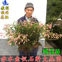 包邮 金斛源赤水金钗石斛野生大丛苗石斛盆栽苗石斛鲜条比铁皮好养