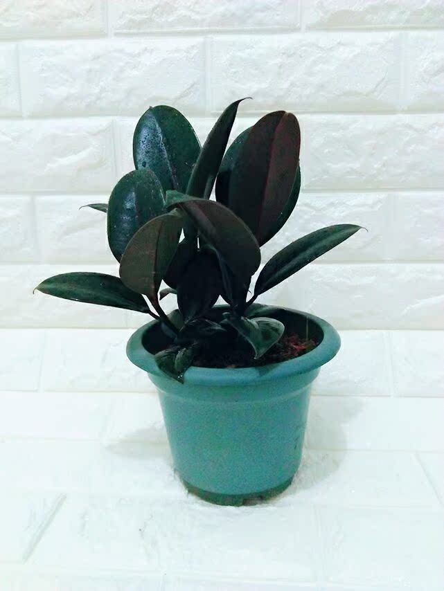 包邮 玉蜻蜓盆栽室内小绿植办公室桌面多肉植物吸甲醛