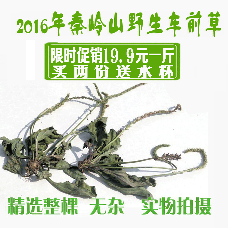车前草 整颗全草 2016年秦岭野生车前草 19.9元500g 新货车前草茶