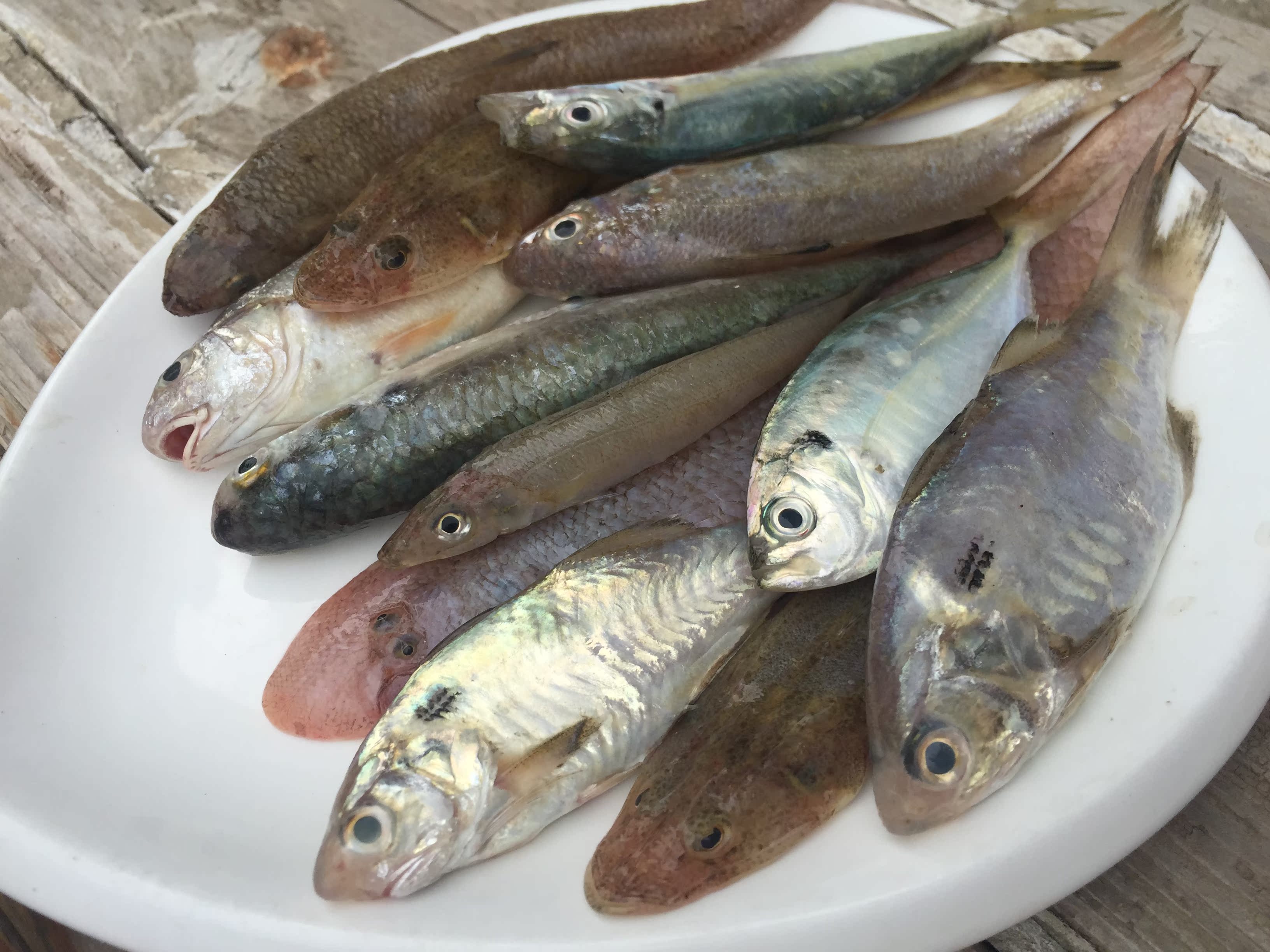 蔡船长海鲜水产精选杂鱼鲜活野生海鱼 黄花鱼鲈鱼鲳鱼黄翅鱼2斤装