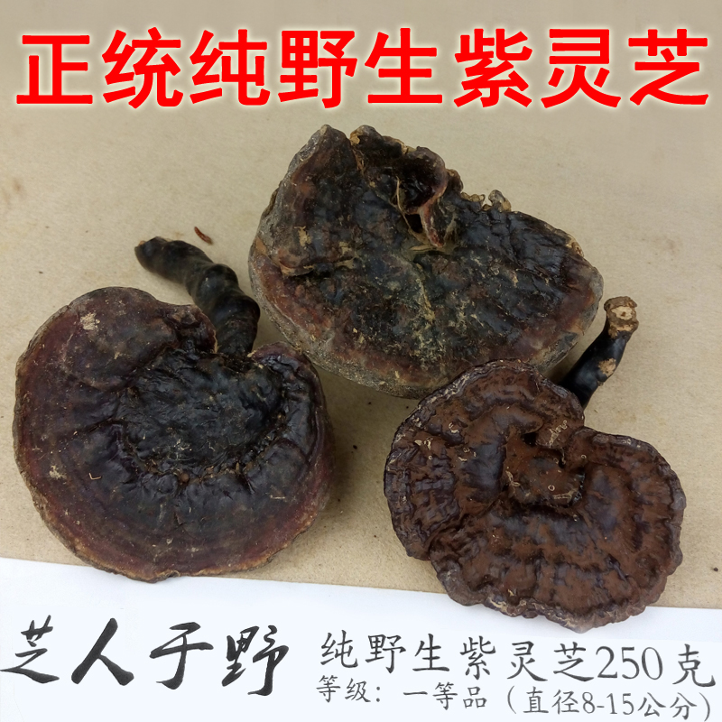 特级纯天然野生紫灵芝 野生灵芝正品黑灵芝 整枝林芝深山紫芝250g