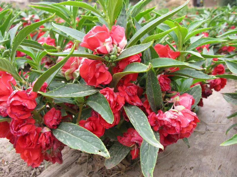 贝拉园艺 茶花凤仙花种子庭院花园阳台盆栽花种子2克装