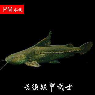 ʿ8-10cm ʿ ʿ  