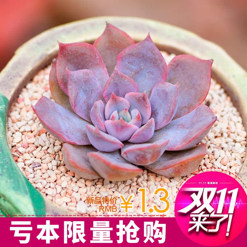 进口多肉植物盆栽芙蓉雪莲 菲欧娜状态已出品相佳办公室花卉绿植