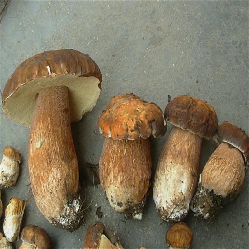 野生菌云南新鲜白葱 美味牛肝菌 见手青红葱菌1000克菌子现货蘑菇