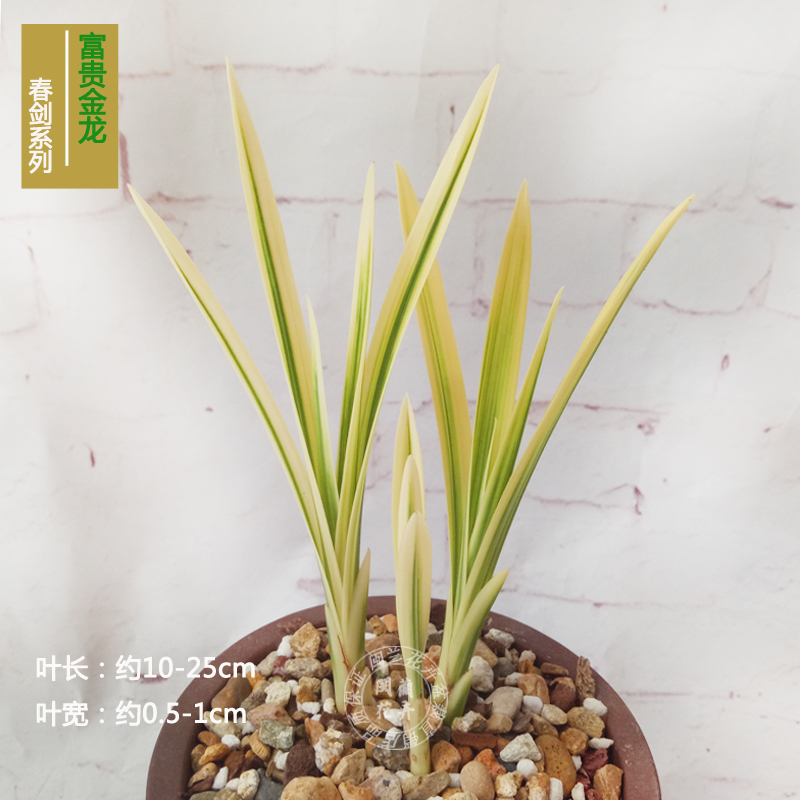 兰花春剑黄金艺富贵金龙 线艺兰中透 室内外花卉绿植盆栽包邮
