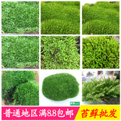 种植苔藓 生态瓶 小白发藓 水陆缸 微景观 森情微景苔藓植物