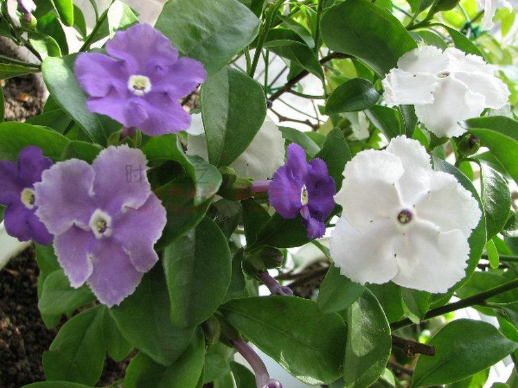 包邮盆栽花卉植物 重瓣白色茉莉花苗 双色茉莉好一朵美丽的茉莉花