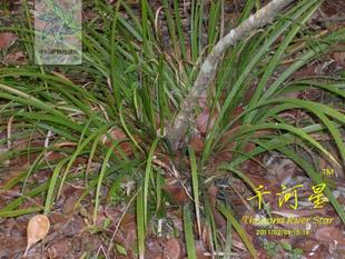 野生香料 茴香菖蒲 水叶苗 天然腥鱼香草 湿地植物 福建三明药膳