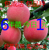 红肉红富士水果苗盆栽地栽南方北方种植包结果 嫁接苹果树苗特价