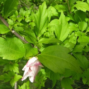 木槿叶 野生新鲜传统洗发 1斤有根果花种子苗干品