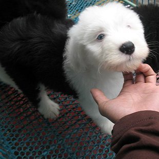 纯种英国古代牧羊犬古牧犬幼犬出售纯白头宠物狗狗活体古牧狗