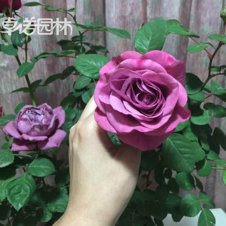 进口玫瑰月季花苗盆栽 冥王星阳台 高贵紫 荷兰大花微型月季系列