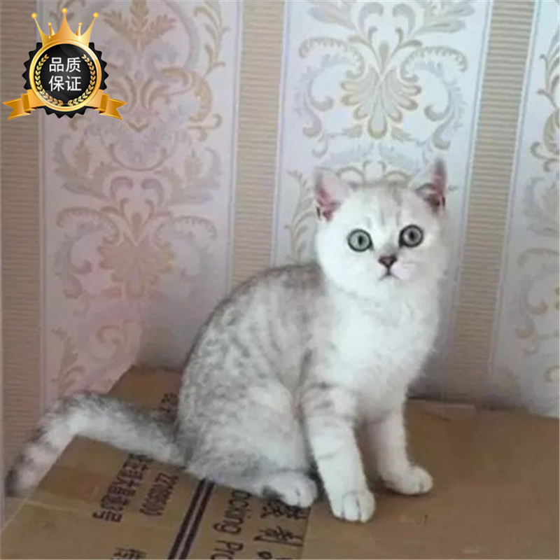 纯种银色渐层苏格兰折耳猫幼猫 宠物猫纯种猫活体小猫咪绿眼睛